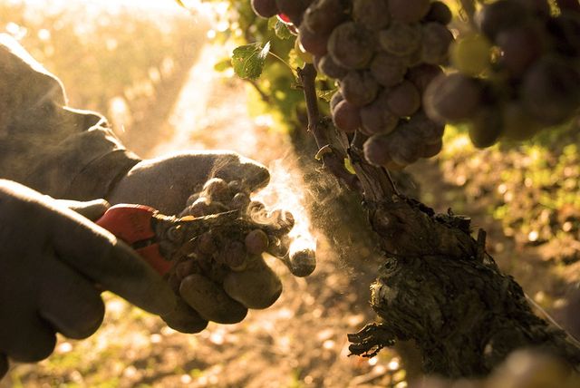 Sauternes Wine: A Luxurious and Unique White Wine